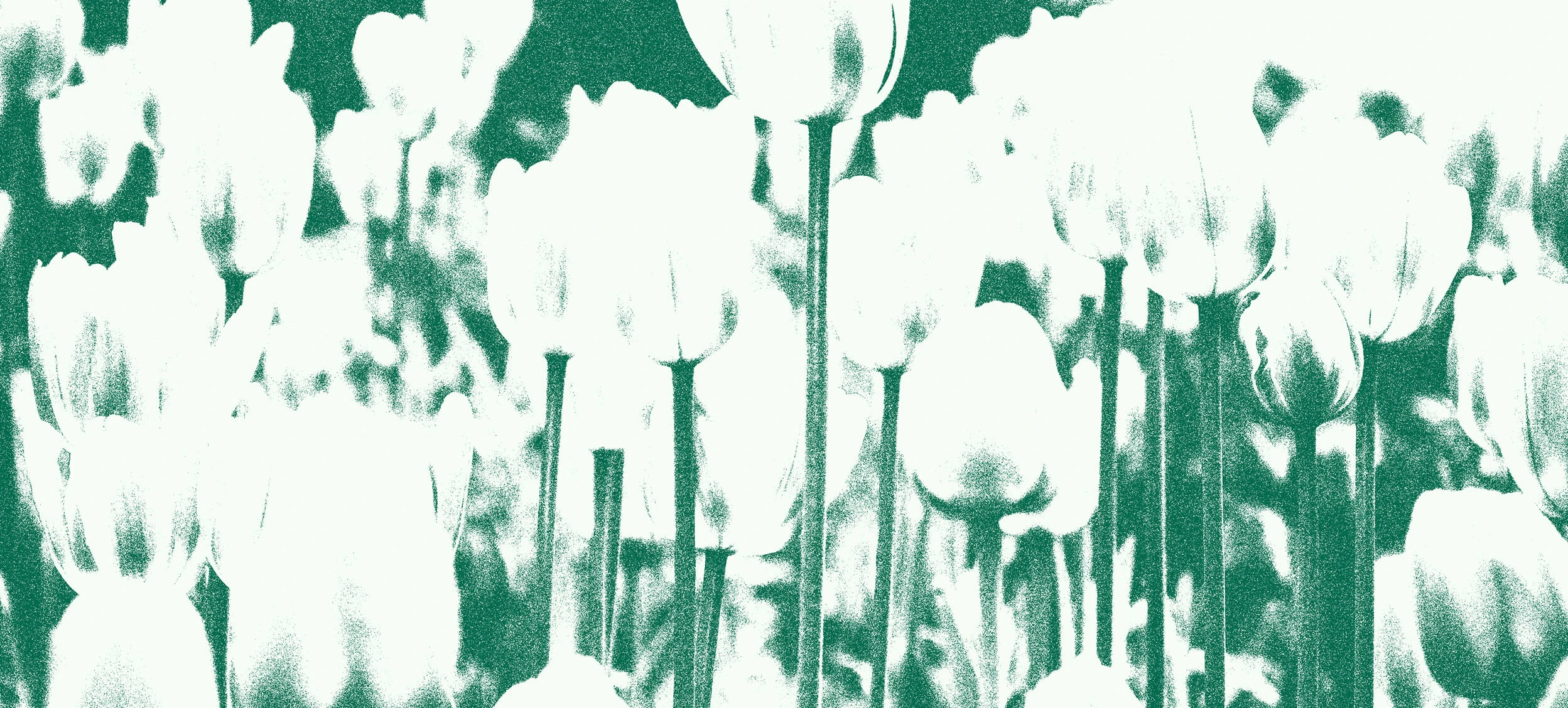 Tulipán