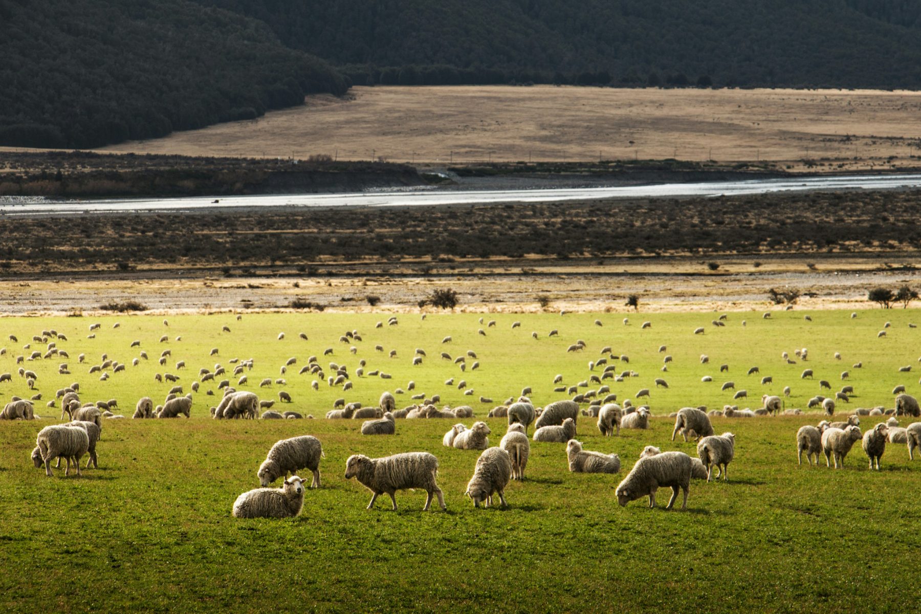 Scandecor — New Zealand wool