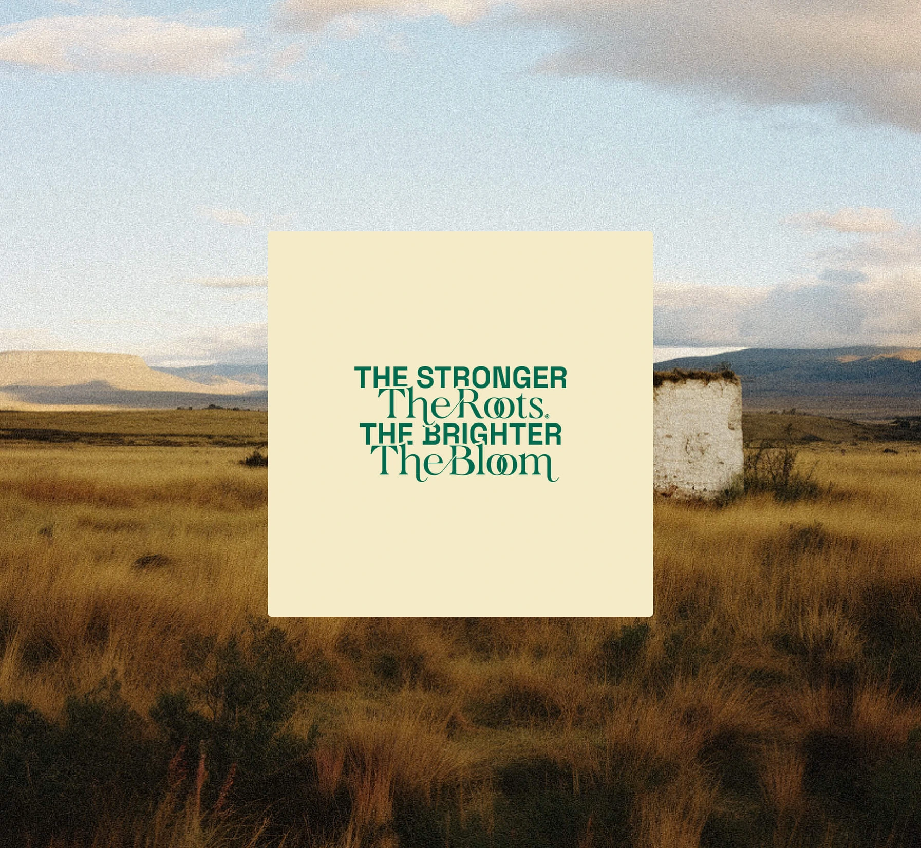 Tulipán — outdoor