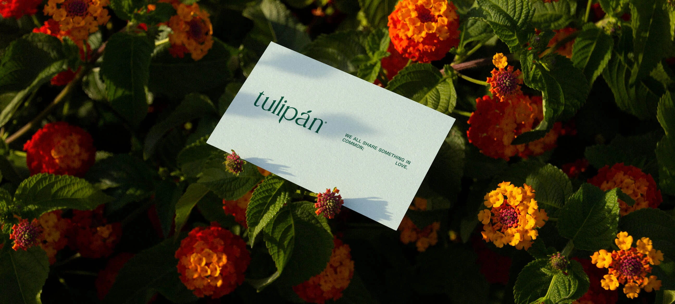 Tulipán — business card